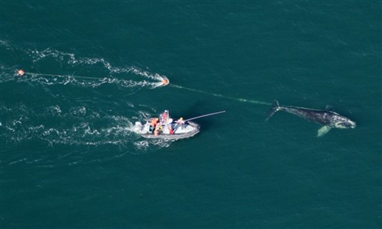 A disentanglement team works to cut free more than 150 feet of rope entangled around a North Atlantic right whale off the coast of Daytona Beach, Fla., in December. 